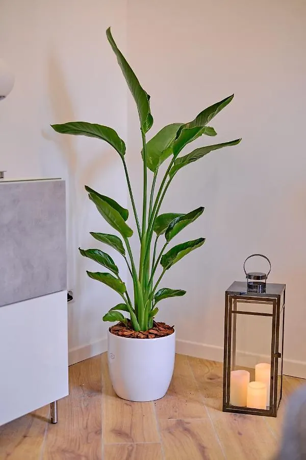 Remuria Domus Rom Apartment
